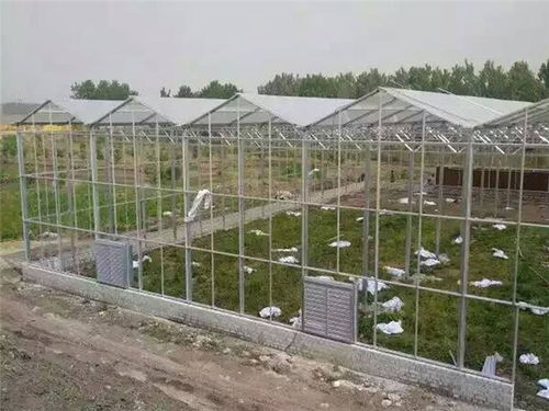 玻璃温室造价、材料及配套设施设计解析