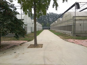 圣启农业物联网技术引领温室农业革新 大棚材料与配套设施的创新设计