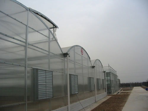 新华农连栋温室大棚 高性价比的现代农业解决方案