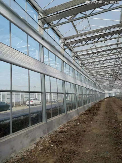 创新设计与科技融合 玻璃温室大棚年供暖费节省一半的关键