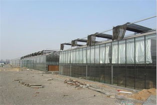 文络型连栋玻璃温室大棚建设厂家与现代农业温室的发展