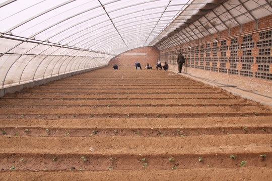 高效节能温室黄瓜定植 大棚材料与配套设施的科学设计与选型指南