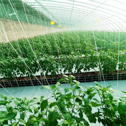 日光温室 现代农业的智慧结晶