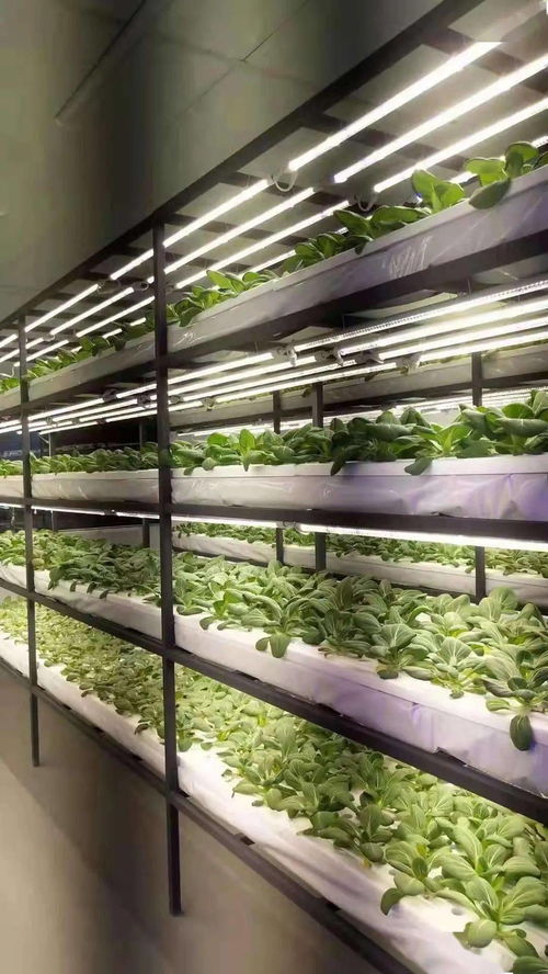 战疫不误农时，奏响农业强、农民富、农村美三部曲 聚焦410大棚材料与配套设施的创新设计