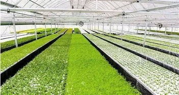 智能科技赋能现代农业 京东农牧与温室农业引领中国农业振兴新篇章