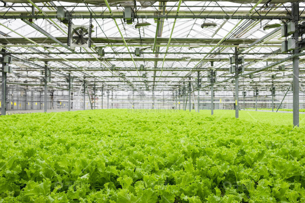 现代温室种植园 莴苣绿叶的工业化生态农业之路